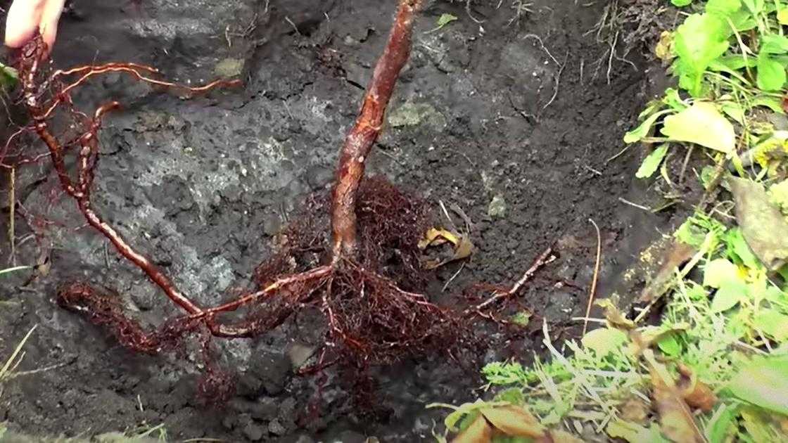 Схемы посадки малины на шпалере, в лунки, в траншеи и другие