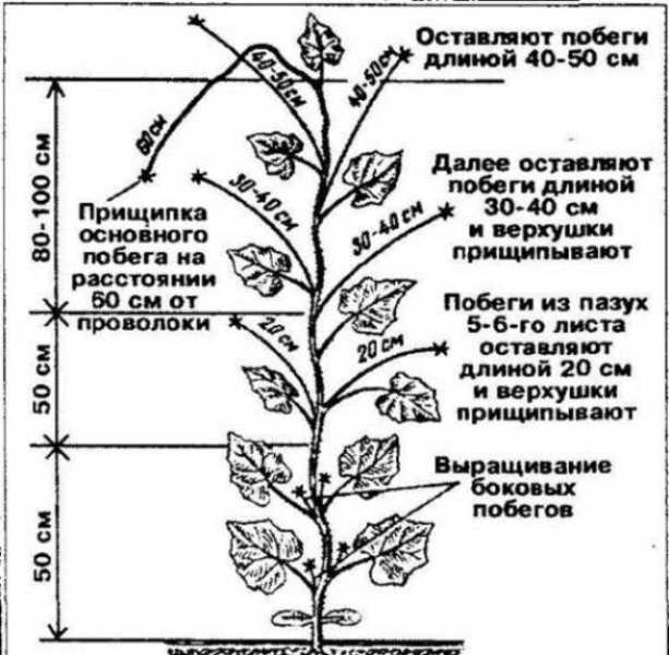 Сорта огурцов для теплицы: самоопыляемые для урала, какие семена лучше всего подходят, особенности посадки и выращивания