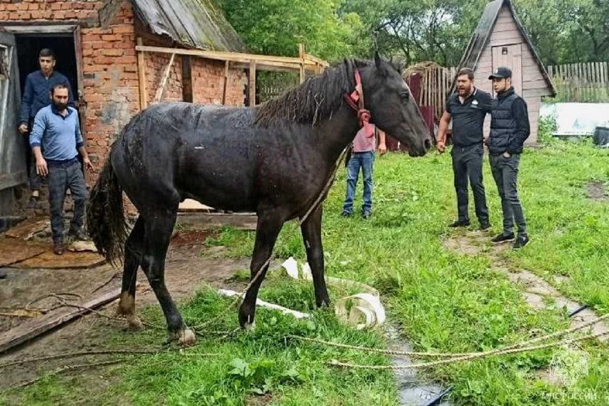 Мерин или жеребец: зачем вообще кастрируют коней