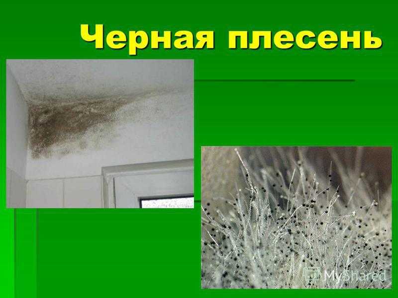 Как черная плесень влияет на здоровье?
