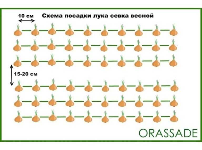 Посадка лука весной в открытый грунт – когда и как сажать правильно