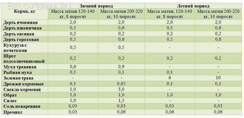 Симптомы и лечение отечной болезни поросят