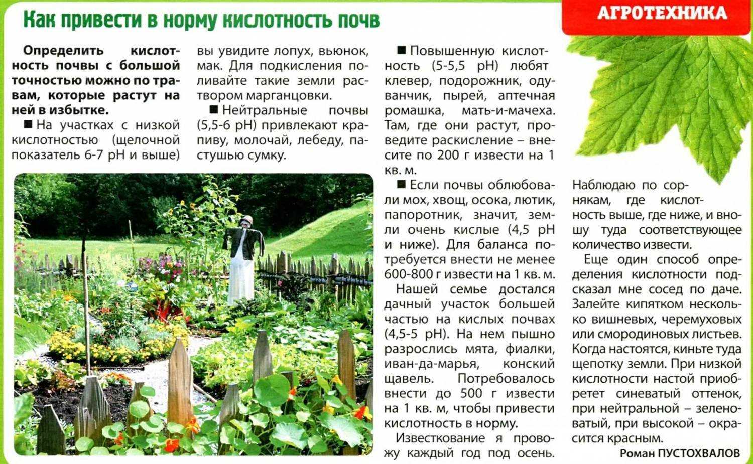Чем поливать гортензию, чтобы она изменила цвет