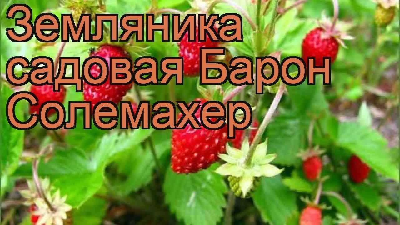 Земляника барон солемахер: особенности сорта, урожайность, выращивание.