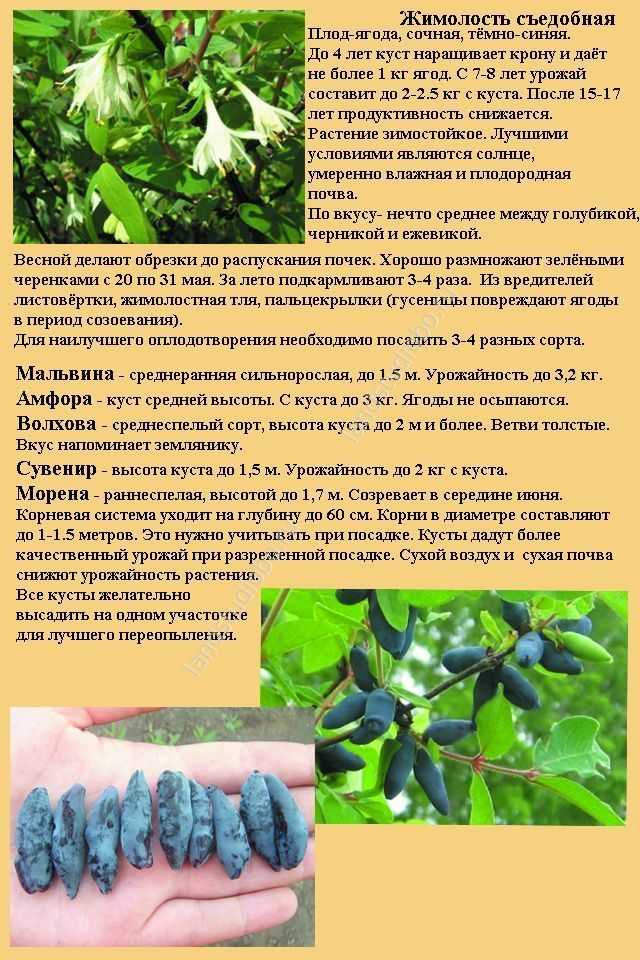 Жимолость фиалка синяя: описание и характеристика съедобного сорта, отзывы садоводов об урожайности и вкусовых качествах, опылители