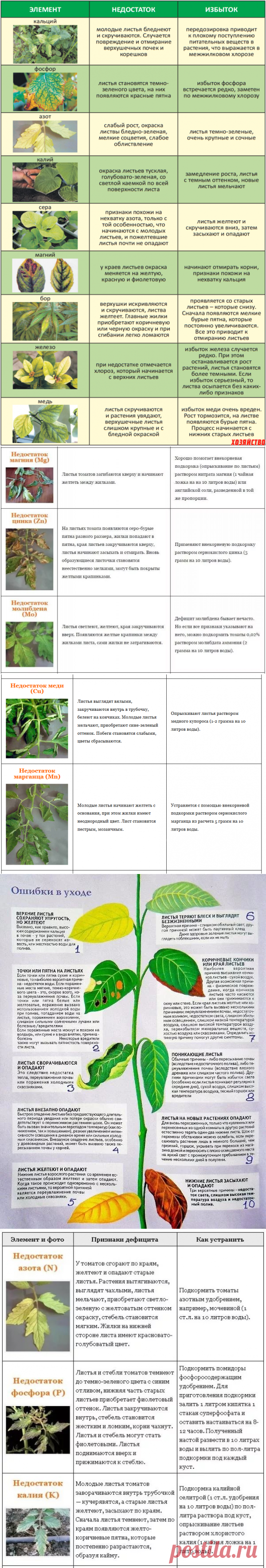 Нехватка микроэлементов у томатов: фото, как выглядят помидоры, определение по виду листьев, признаки недостатка питательных веществ