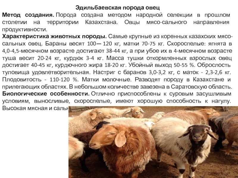 О гиссарской породе овец: характеристика, содержание и разведение баранов