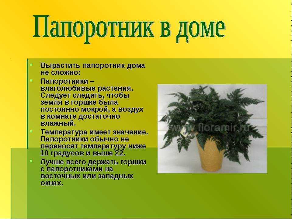 ✅ можно ли держать папоротник в квартире приметы - cvetochki-yaroslavl.ru