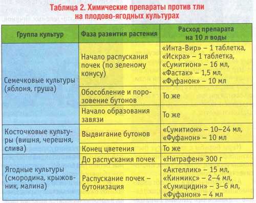 Вредители груши: фото, описание, последствия их распространения. принципы и рецепты уничтожения тли на груше помочью химии и народных средств - автор екатерина данилова - журнал женское мнение