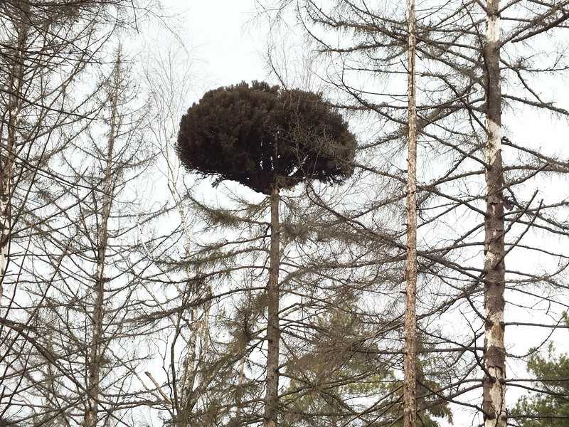 Болезни земляники, переносимые тлями