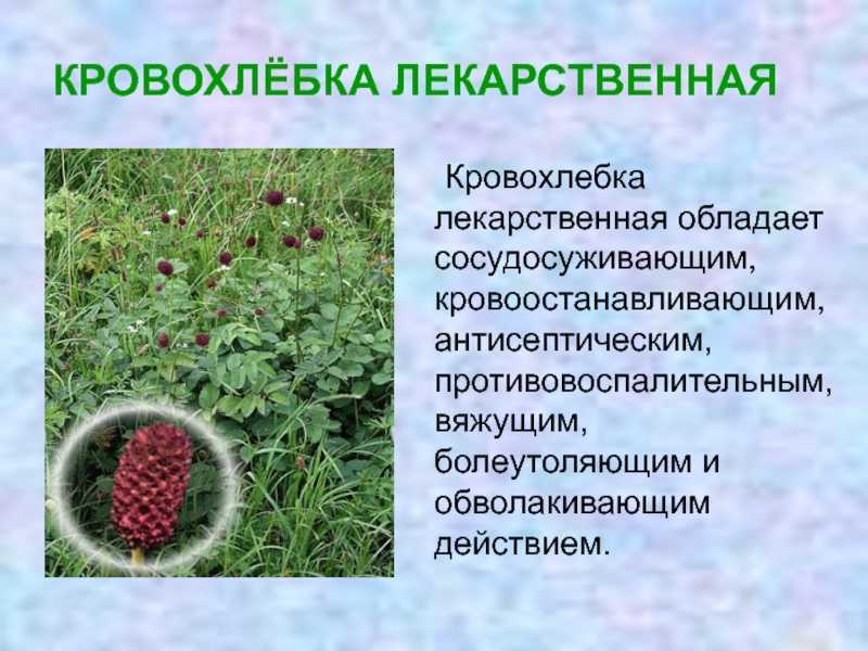 Лекарственное растение кровохлебка лекарственная: фото, описание травы, применение в народной медицине