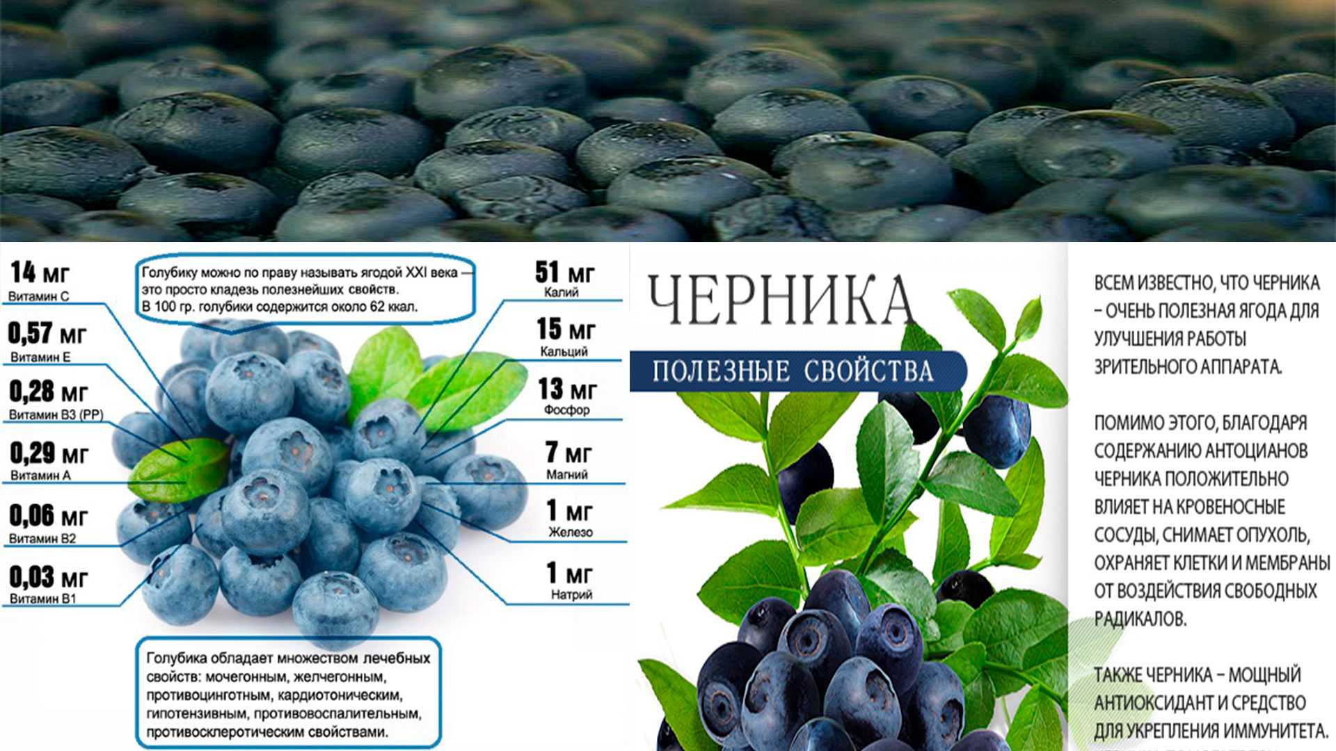 Голубика на садовом участке