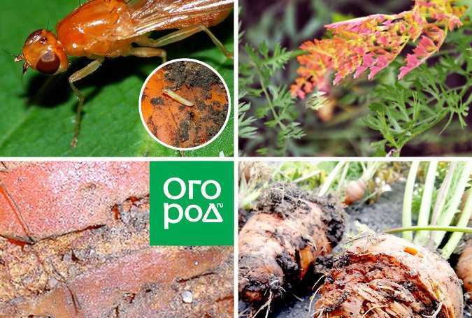 Морковная муха: фото и описание, как с ней бороться. народные средства от морковной мухи