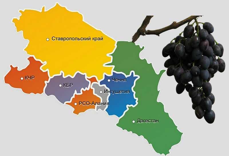 Виноград надежда азос - описание сорта, фото, отзывы