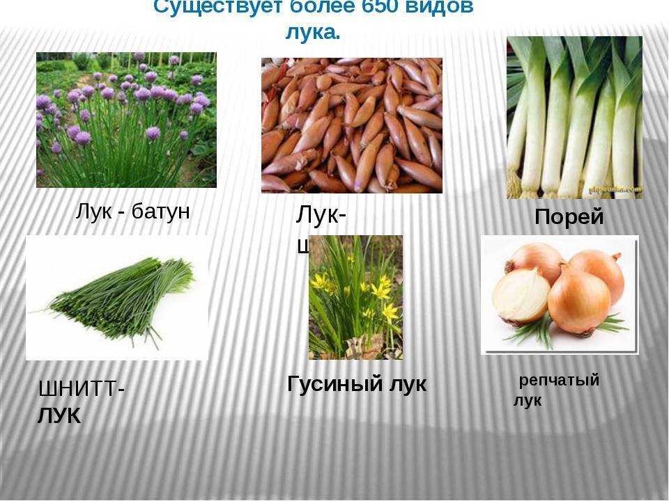 Все виды лука: репчатый и шнитт, горный и мелкий лук, шалот и другие разновидности лука