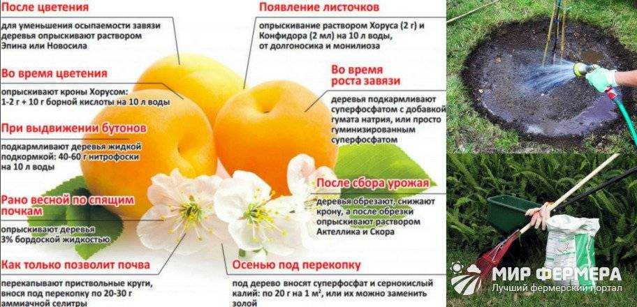 Подкормка абрикоса летом: сроки, как и чем лучше удобрить, описание составов