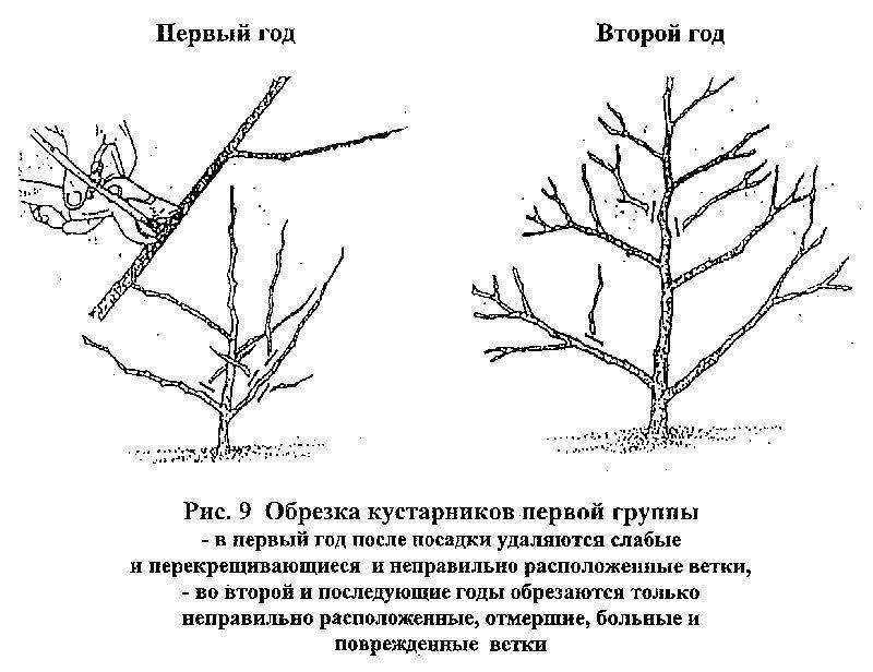 Кустарник жасмин: посадка (весной или осенью), уход и размножение в открытом грунте, что можно посадить рядом, фото