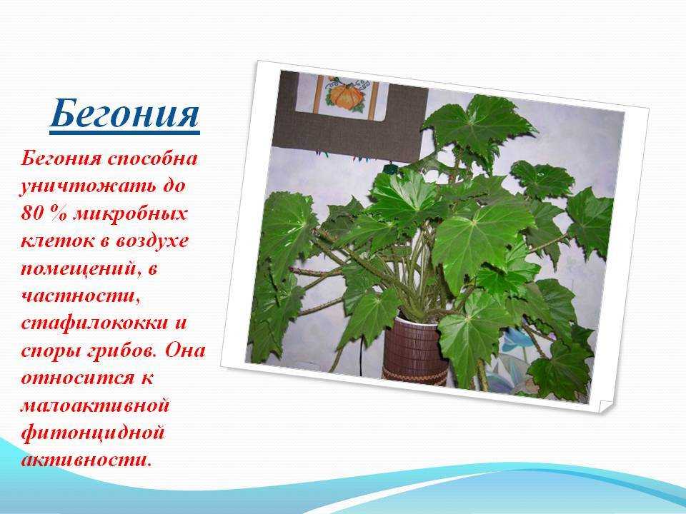 Бегония королевская: виды и сорта с фото, уход в домашних условиях, размножение