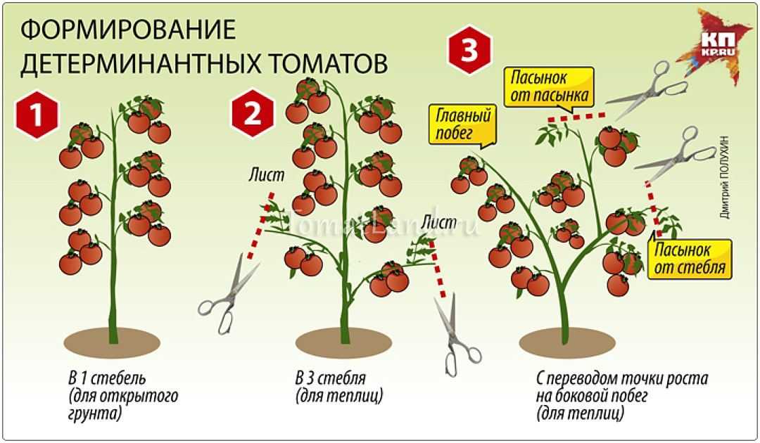 Описание штамбовых сортов томата: их особенности и фото