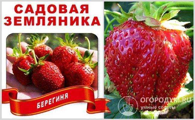 Описание сорта клубники берегиня