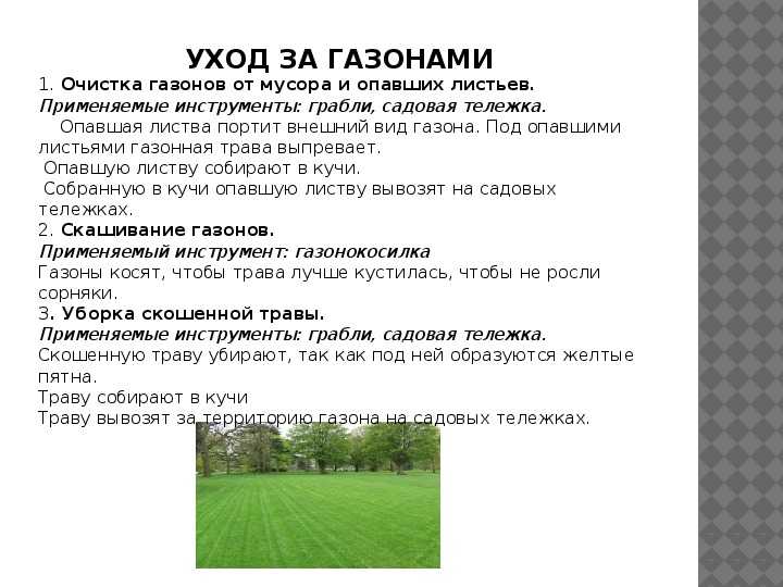Газонная трава: какую выбрать, как и когда садить, уход за газоном
