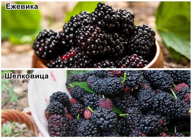 Шелковица: фото (дерева, ягоды), полезные свойства и вред, выращивание и уход, посадка, сорта (описание), осенью, обрезка, где растет, черная, белая