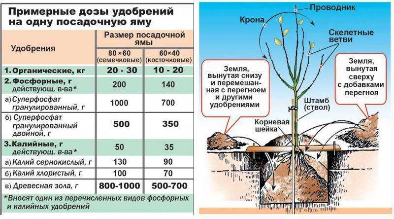 Подкормка груши осенью, весной и летом: виды удобрений