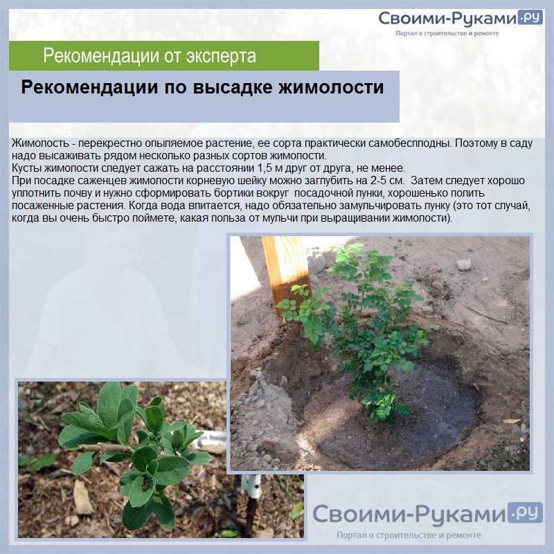 Жимолость - посадка и выращивание