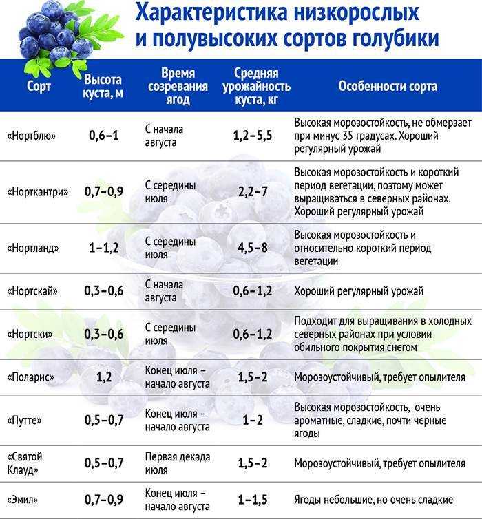 Сорт садовой крупноплодной голубики блюголд (bluegold): описание, сроки созревания, посадка и уход,фото