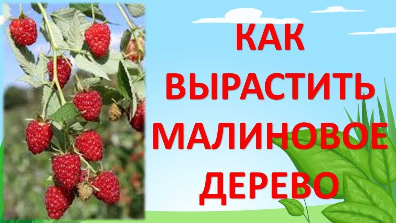 Отзывы о сорте малины таруса — описание растения и особенности ухода