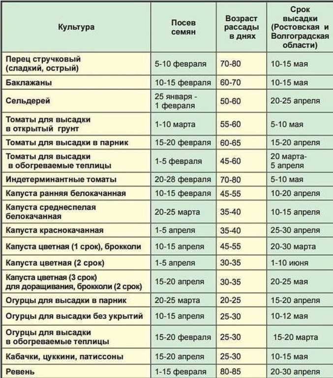 Фенхель овощной: выращивание из семян в открытом грунте и уход