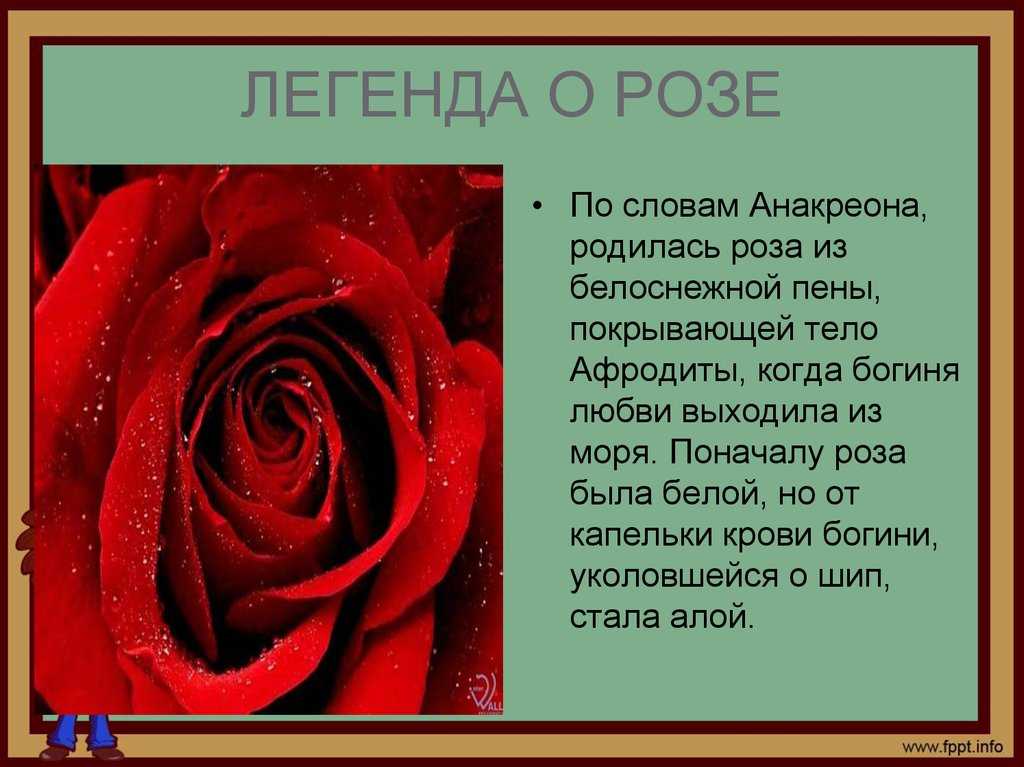 Характеристики сорта чайно-гибридной розы хай мэджик оранж: период цветения