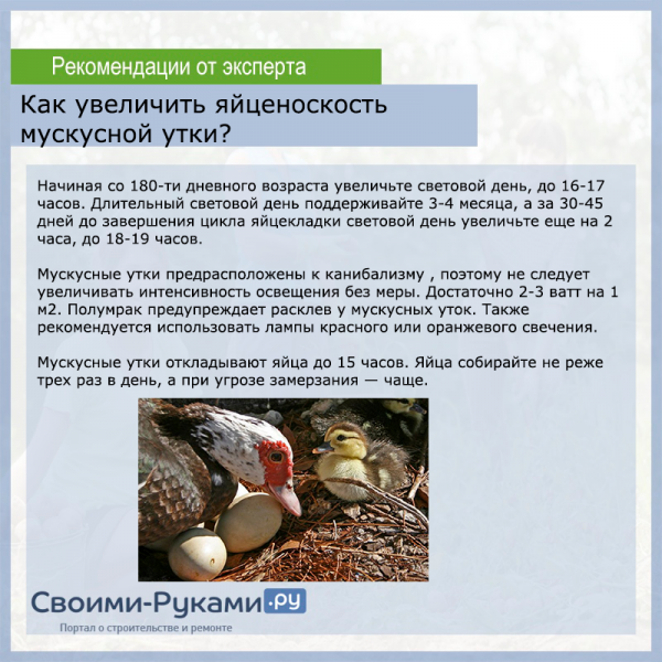 Мускусные утки: фото описание породы