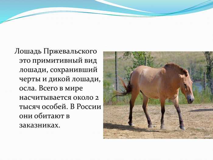 Лошадь пржевальского
