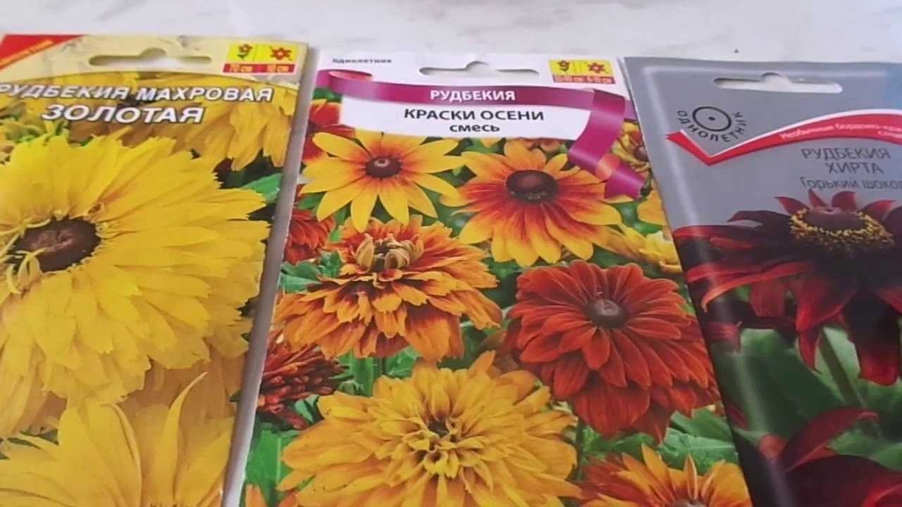 Рудбекия многолетняя посадка и уход в открытом грунте