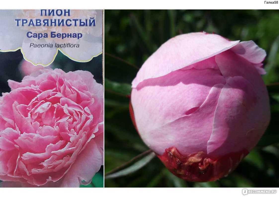 Пион сара бернар (sarah bernhardt): фото и описание