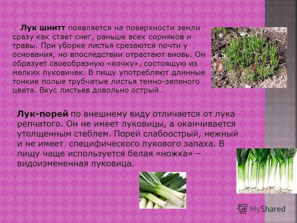 Шнитт-лук: выращивание и уход за растением на участке