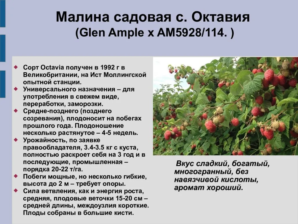 Малина золотые купола: описание сорта с фото и характеристикой, уход за ремонтантными кустами в домашних условиях и основные правила выращивания, отзывы