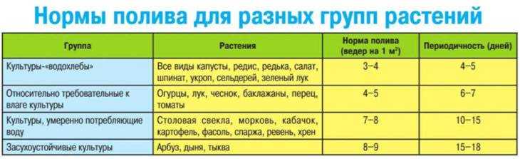 Уход за рассадой помидоров в домашних условиях, правила выращивания