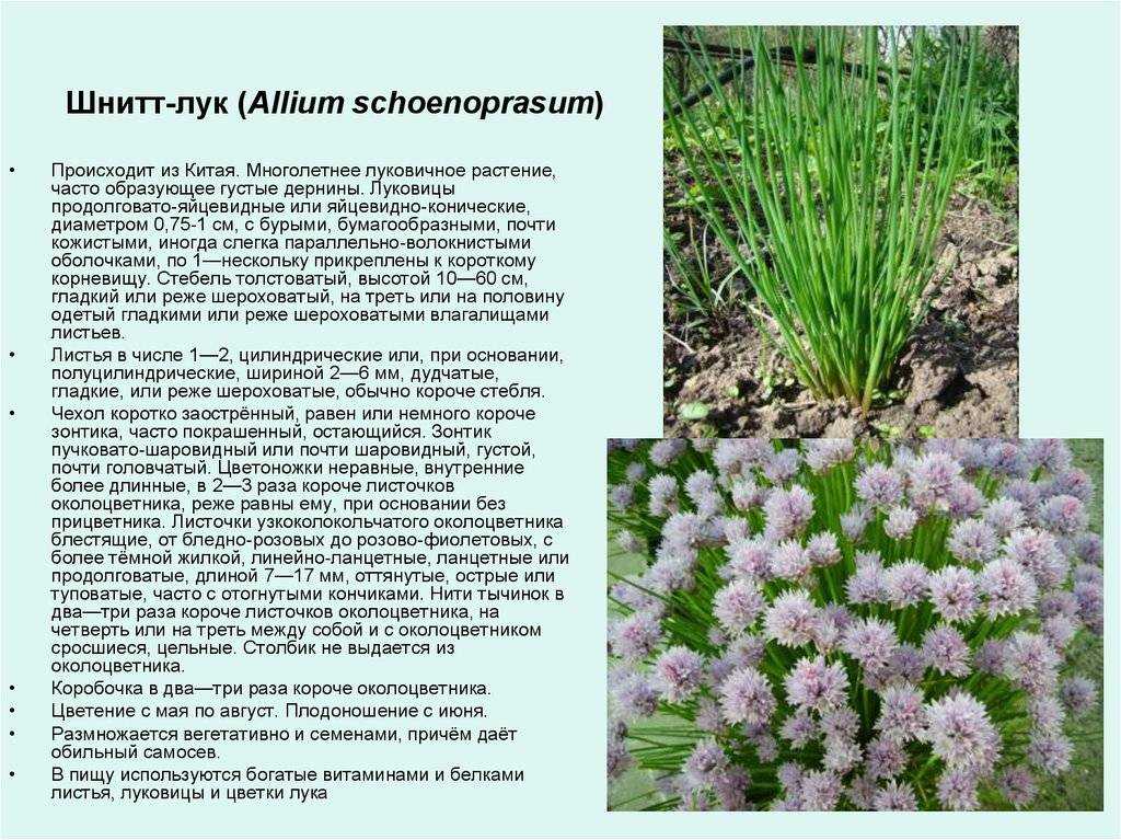 Как выращивать шнитт лук дома из семян