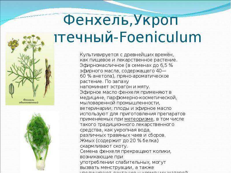 В чем разница между фенхелем и укропом? | в чем разница