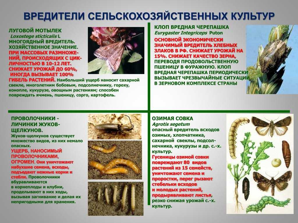 Признаки и причины болезней декоративных подсолнухов. меры борьбы с тлей на подсолничнике