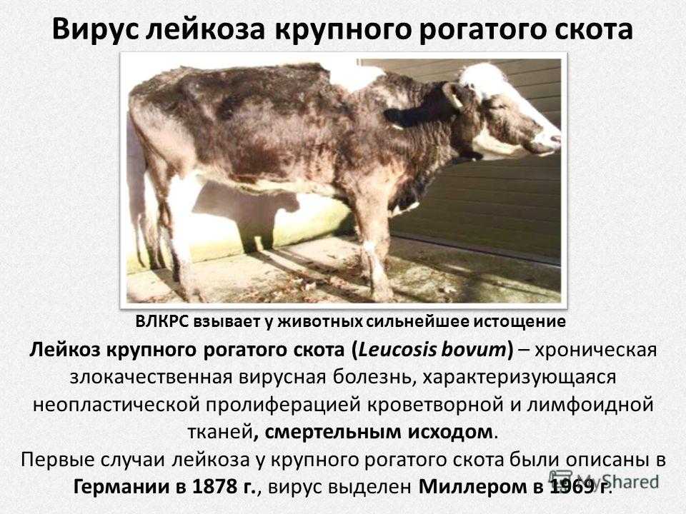 Сальмонелла (сальмонеллез): симптомы, диагностика, лечение | университетская клиника