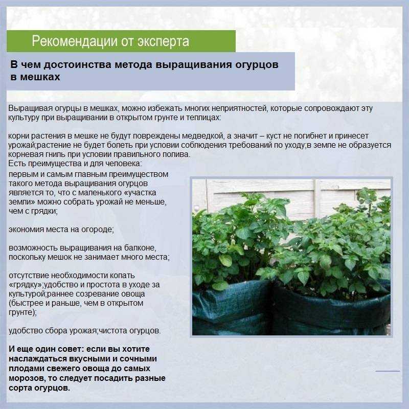 Зозуля огурцы: особенности и характеристика сорта, как выращивать в огороде и в теплице