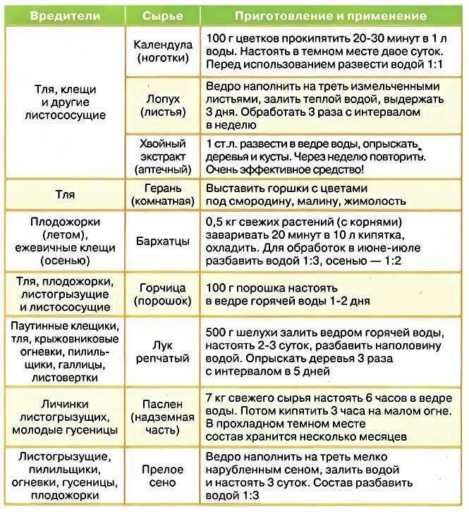 Борьба с вишневой мухой: сроки обработки, эффективные препараты