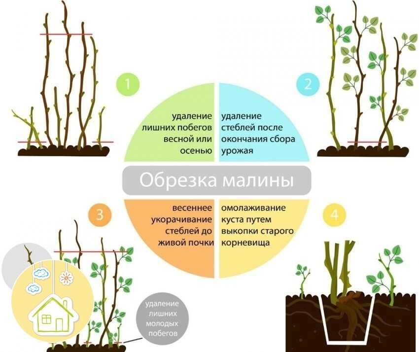 Как правильно обрезать малину осенью, весной, летом и когда проводить обрезку ремонтантной малины