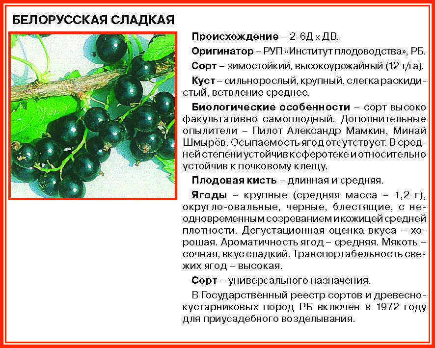 Смородина нара: описание сорта и характеристики, выращивание и уход с фото
