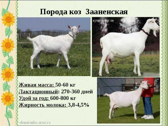 Самые лучшие породы коз с характеристиками и фото