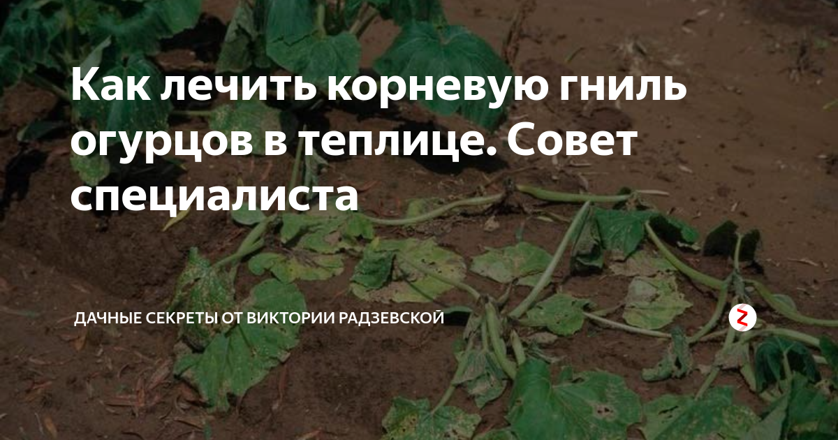 Корневая гниль у томатов, что делать, как лечить, фото, отзывы, рекомендации