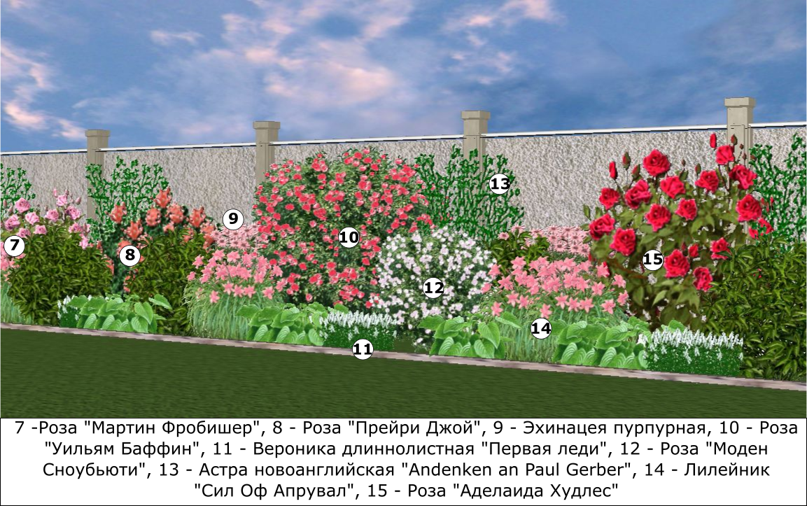 Как ухаживать за плетистыми розами - сорта, особенности посадки и полива.